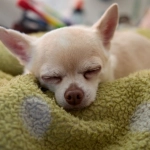 Программы лояльности казино без депозита для семейного бюджета