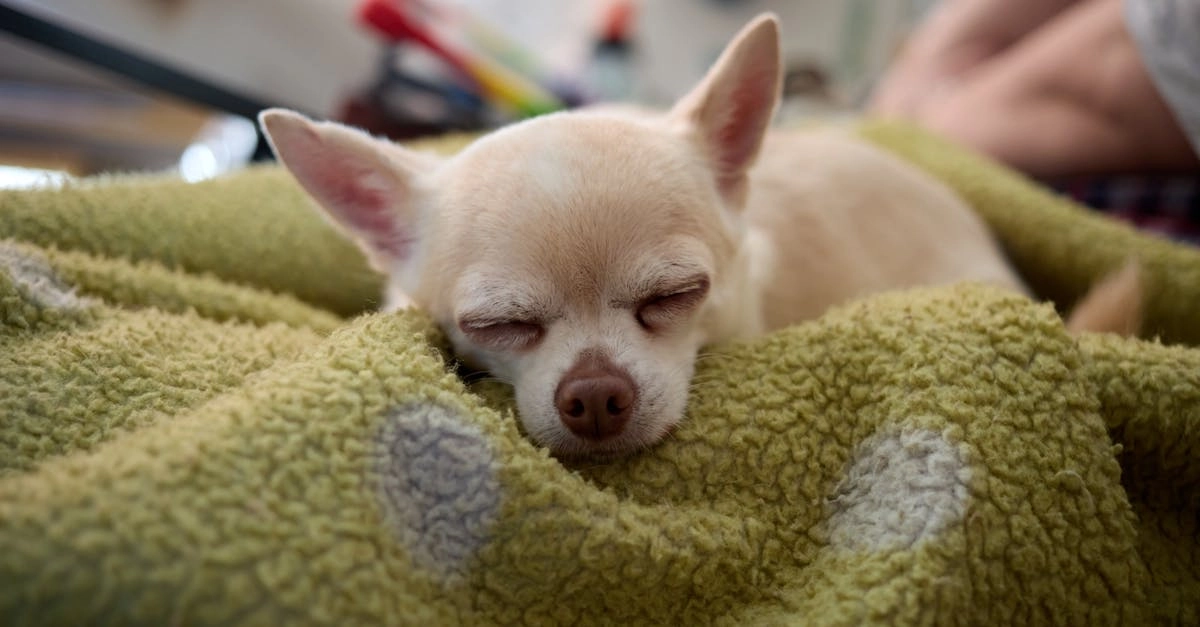 Программы лояльности казино без депозита для семейного бюджета